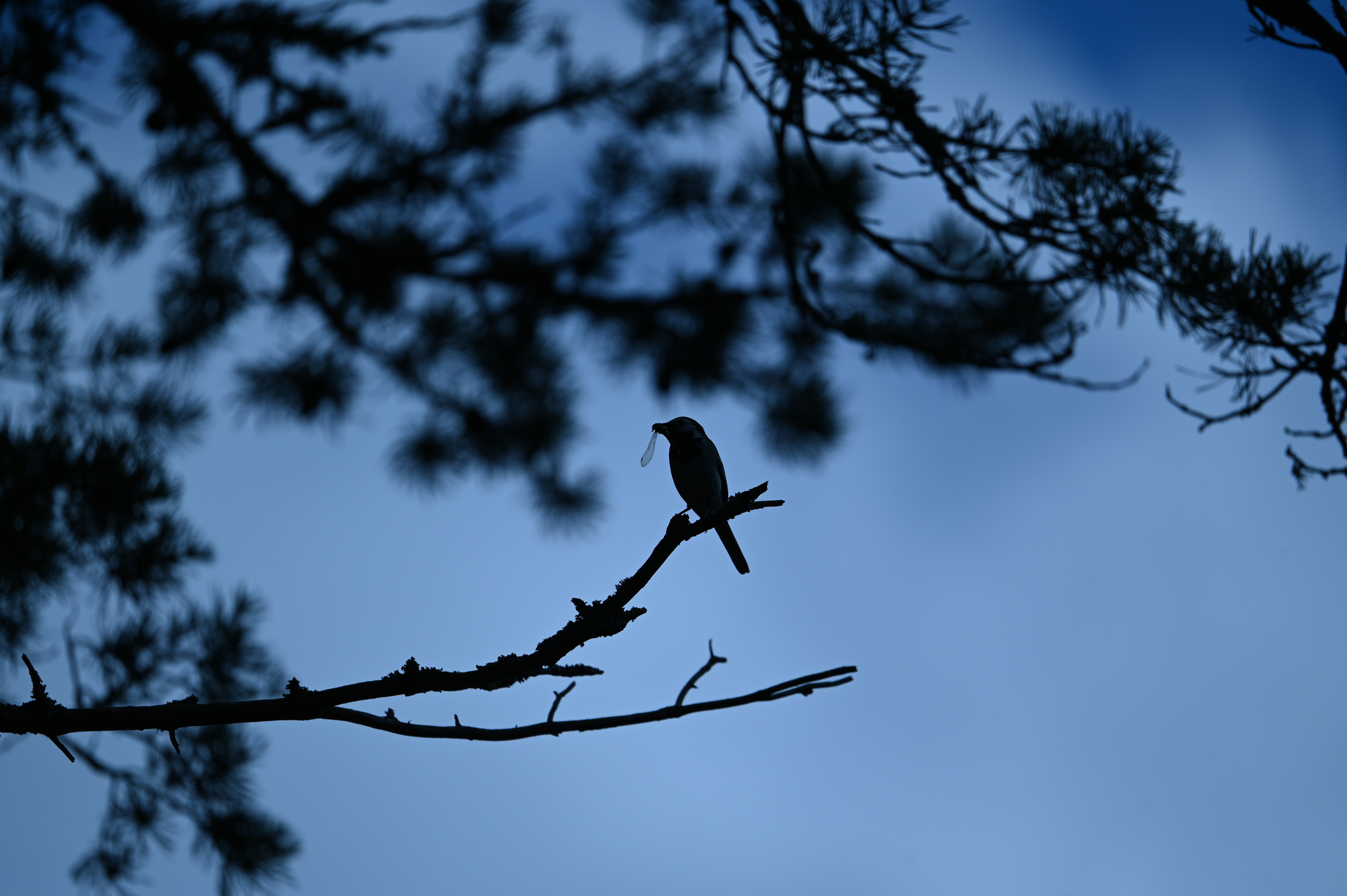 2025/07/09-14 - trip/DSC_0367.JPG